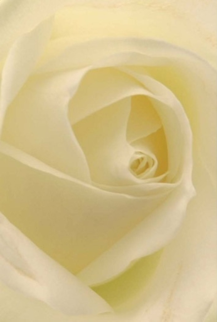 Gazing closely at this classic white rose, hand-selected by Acton's experienced florists, reveals a world of gentle layering and luminous tranquility. Petals of softly graded ivory and cream spiral inward in a flawless core, bathed in natural light that filters as delicately as morning sun on the footpaths by Acton High Street. Each petal's surface is creamy and matte to the eye, reflecting the artistry that has become the hallmark of floral arrangements across Acton. There's an inner radiance that seems to illuminate the bloom from within, so that the outermost petals appear almost translucent-fragile yet perfectly placed, their edges catching the subtlest play of shadow. It is this blend of purity, resilience, and subtle complexity that makes such a rose a cherished choice for meaningful gestures: as a romantic gift, a note of apology, or an elegant centrepiece for weddings celebrated at local venues near The Vale. The air around the bouquet shimmers with a clean, serene fragrance-unmistakable in its ability to soothe and uplift. This rose, with every hand-curved petal, reflects both nature's wisdom and the refined skill of Acton Florist, capturing the essence of love, remembrance, and hope, season after season.